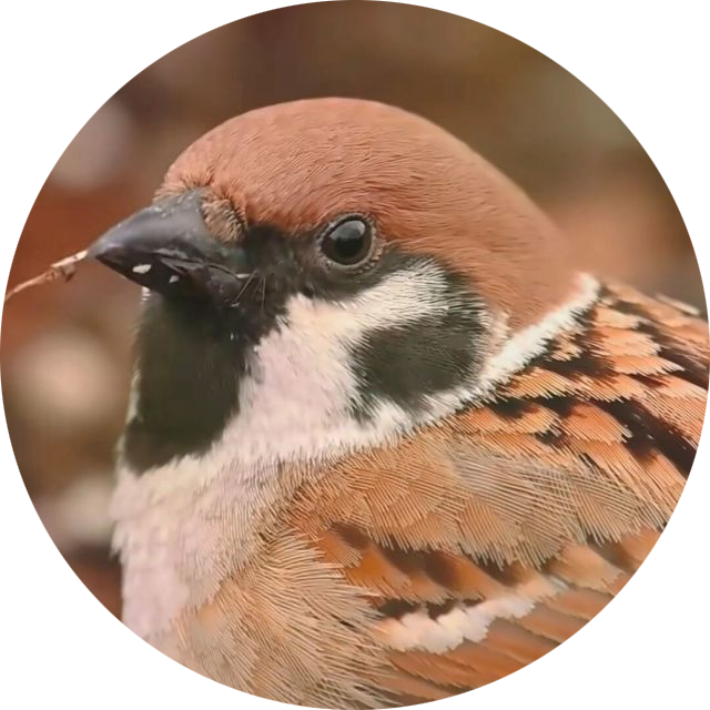 VitePress